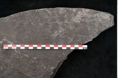 Foto (Detailansicht) von Senftenbergia crenata Lindl. et H. (NHMW-GEO-2024-0188-10943)